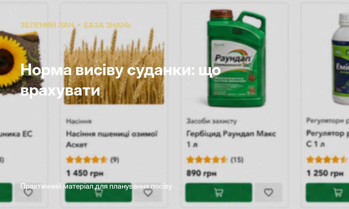 Норма висіву суданки: що врахувати