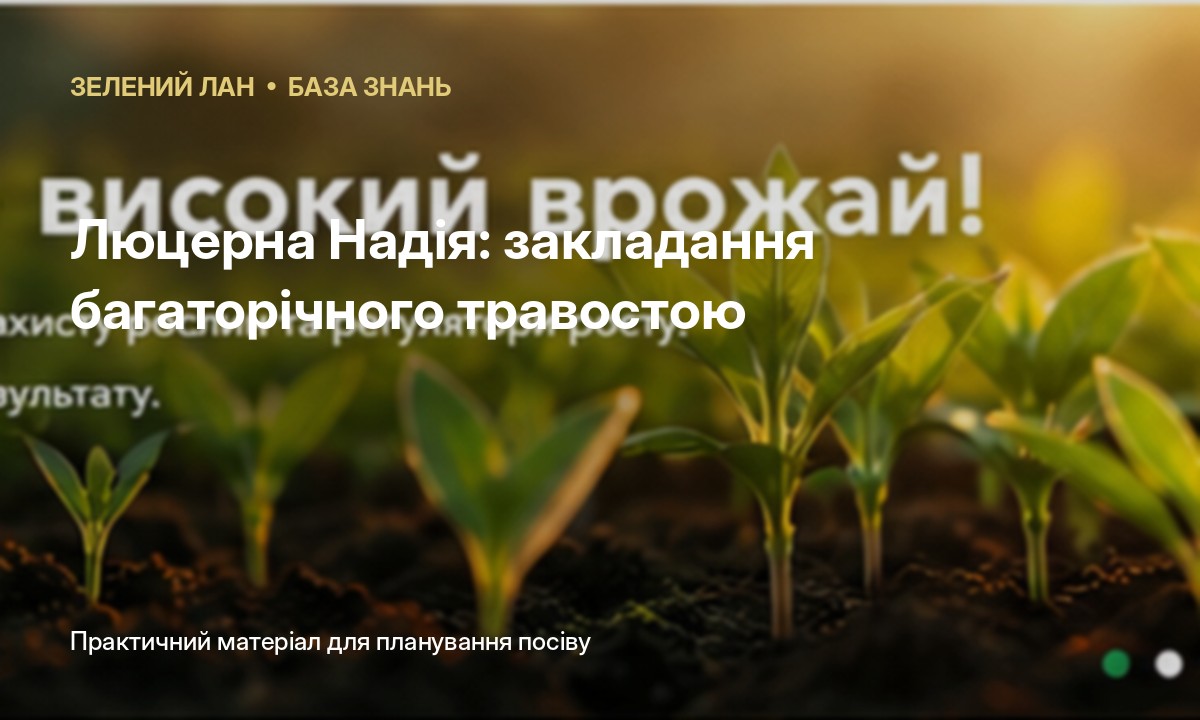 Люцерна Надія: закладання багаторічного травостою