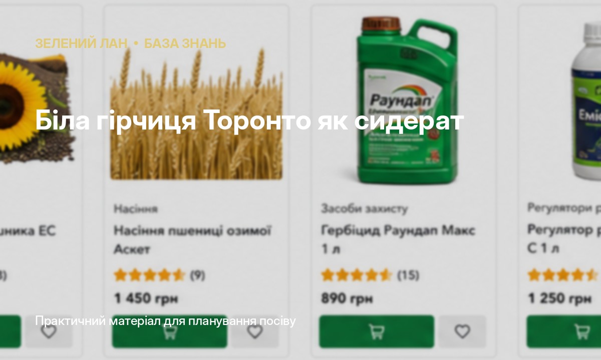 Біла гірчиця Торонто як сидерат